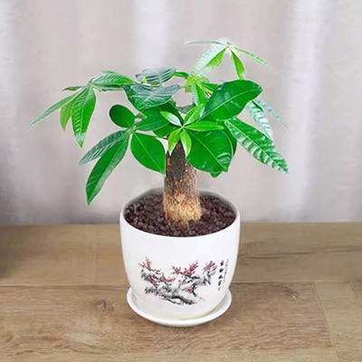 Cây may mắn bốn mùa cây trồng trong chậu cây xanh trong chậu và ngoài trời cây may mắn nhỏ cây cảnh nhỏ chậu cây formaldehyd - Goggles